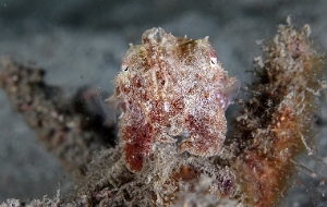 North Sulawesi-2018-DSC04245_rc- Broadclub cuttlefish juv. - Seiche - Sepia latimanus